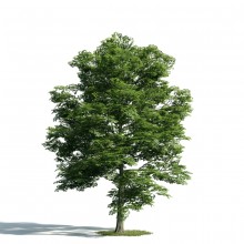 Tree 15 AM171 Archmodels