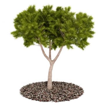 Plant 58 AM52 for Cinema4D Archmodels