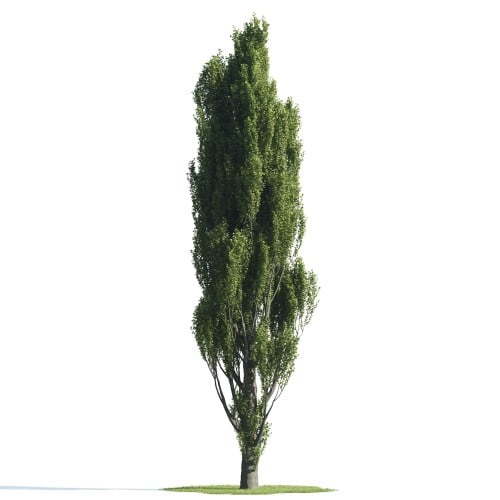 Tree 23 AM176 Archmodels