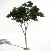 Tree 19 AM1 for CryEngine Archmodels