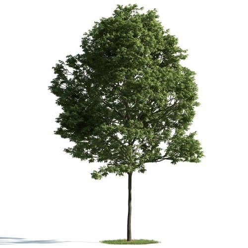 tree 39 AM163 Archmodels