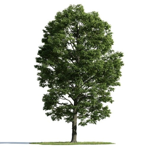 tree 54 AM163 Archmodels