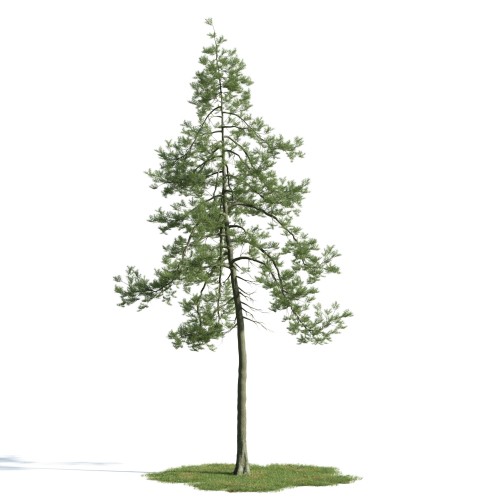 tree 27 AM163 Archmodels