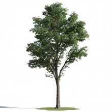 tree 4 AMC1