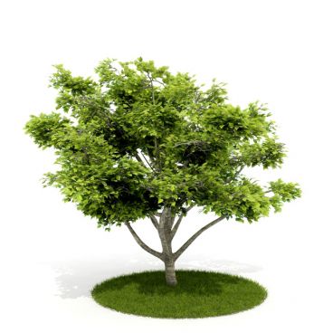 Plant 28 AM52 for Cinema4D Archmodels