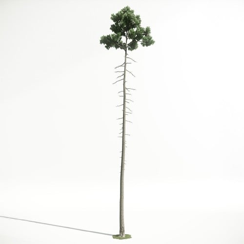 Tree 43 AM1 for CryEngine Archmodels