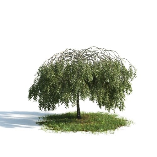 Tree 8 AM176 Archmodels
