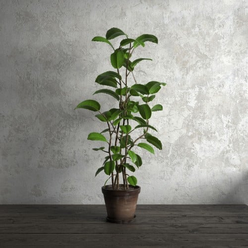 plant 52 AM173 Archmodels