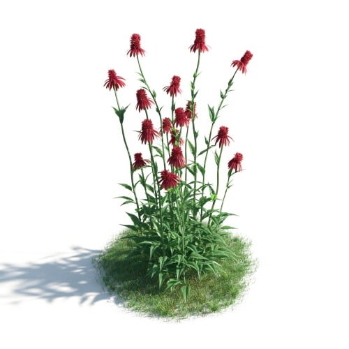 plant 36 AM183 Archmodels