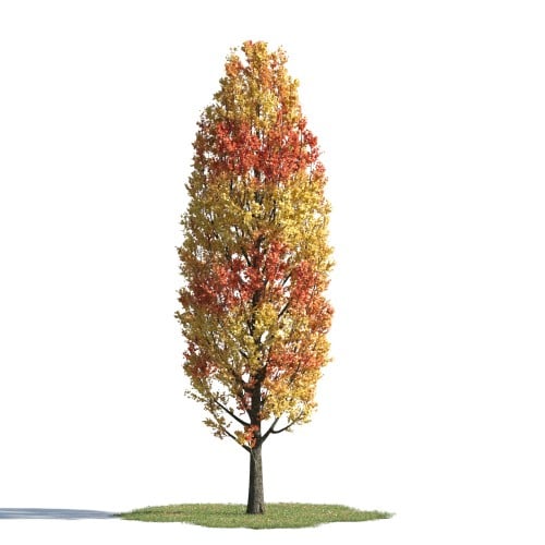 tree 59 AMC1