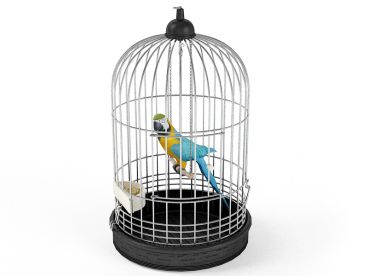 parrot 6 AM83 Archmodels