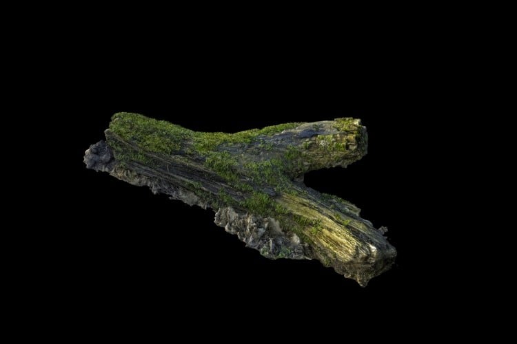 39 forest element