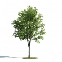 Tree 24 AM171 Archmodels