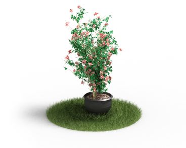 Plant 47 AM4 for Cinema4D Archmodels