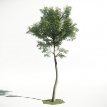 Tree 47 AM1 for CryEngine Archmodels