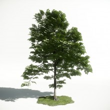 Tree 40 AM1 for CryEngine Archmodels