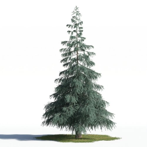 tree 88 AMC1