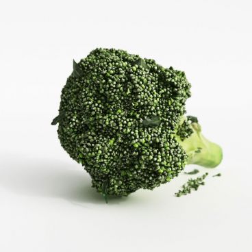 broccoli 32 AM130 Archmodels