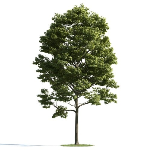 tree 29 AM163 Archmodels