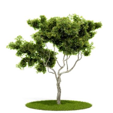 Plant 54 AM52 for Cinema4D Archmodels