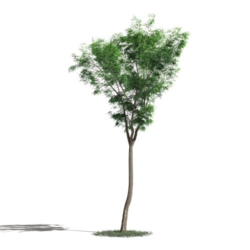 Tree 46 AM1 for Blender Archmodels