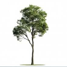 Tree 50 AM176 Archmodels