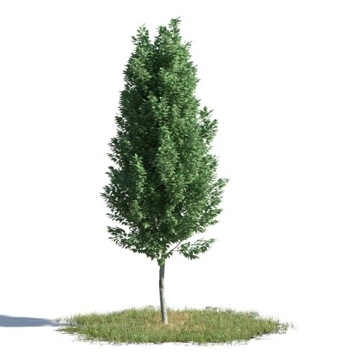 tree 94 AMC1