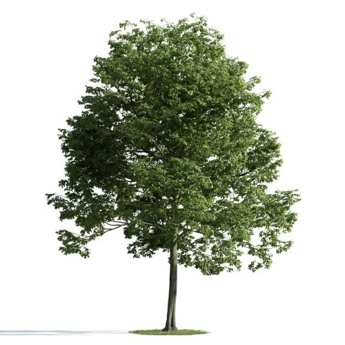 tree 11 AM163 Archmodels
