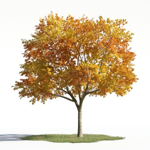tree 56 AMC1