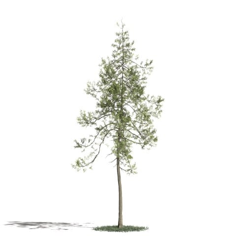 Tree 26 AM1 for Blender Archmodels
