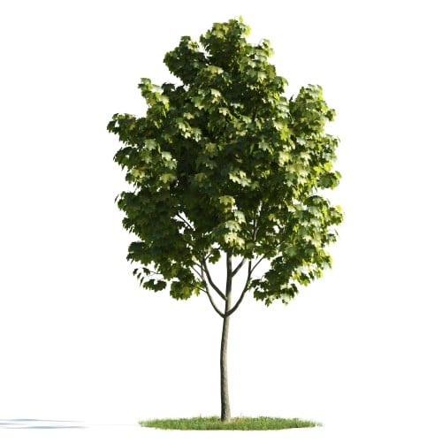 Tree 13 AM176 Archmodels
