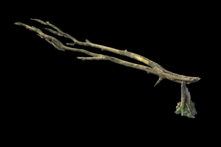 6 forest element 
