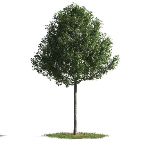tree 23 AMC1