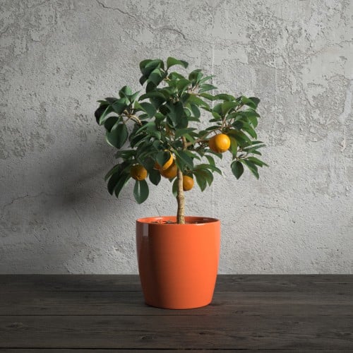 plant 47 AM173 Archmodels