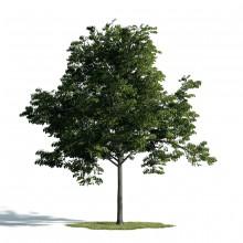 Tree 33 AM171 Archmodels