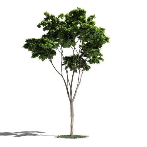 Tree 19 AM1 for Blender Archmodels