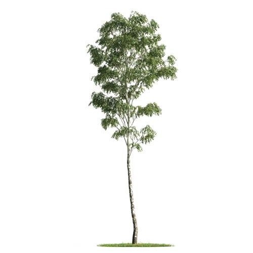 Tree 1 AM176 Archmodels
