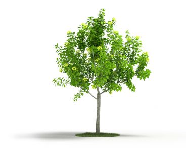 Plant 19 AM4 for Cinema4D Archmodels