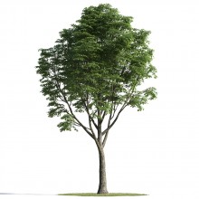 tree 3 AMC1
