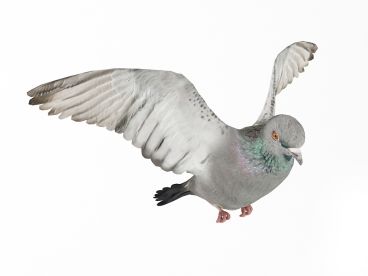 pigeon 10 AM83 Archmodels
