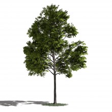Tree 31 AM1 for Blender Archmodels