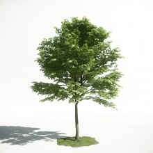 Tree 22 AM1 for CryEngine Archmodels