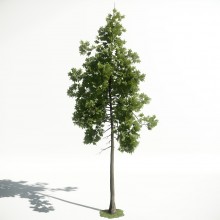 Tree 26 AM1 for CryEngine Archmodels