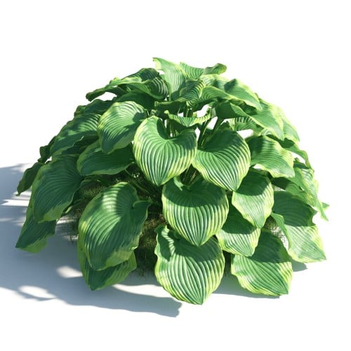 plant 50 AM183 Archmodels