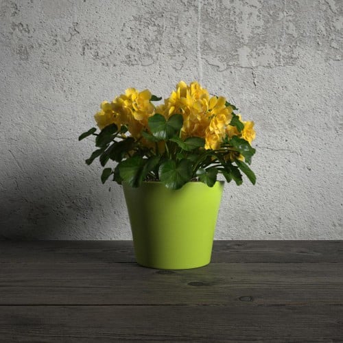 plant 36 AM173 Archmodels