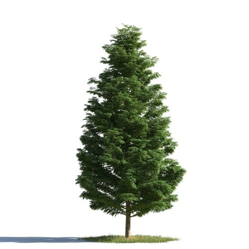 tree 16 AMC1