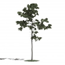 Tree 44 AM1 for Blender Archmodels