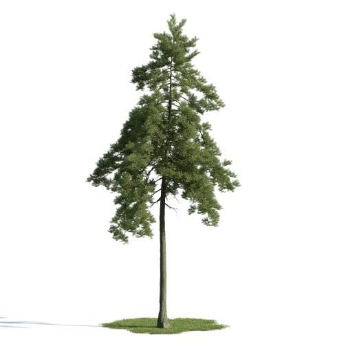 tree 26 AM163 Archmodels