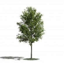 Tree 24 AM1 for Blender Archmodels