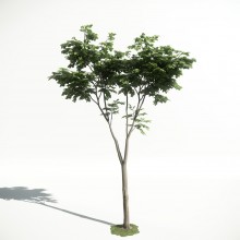 Tree 20 AM1 for CryEngine Archmodels